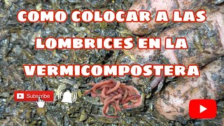 como colocar a las lombrices en la vermicompostera 🐛  uno de los mejores métodos [upl. by Akinnor]