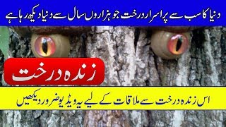 Oldest Tree in the World Hidden in White Mountains  Purisrar Dunya  Mysteries Of Trees [upl. by Lidaa]