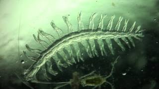 Annelida Tomopteris helgolandica a planktonic polychaete [upl. by Terrill870]