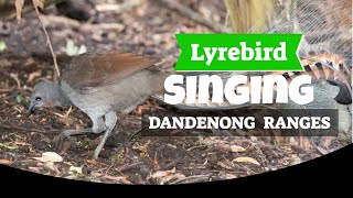 Lyrebird Singing Sherbrooke Forest Dandenong Ranges [upl. by Sula]