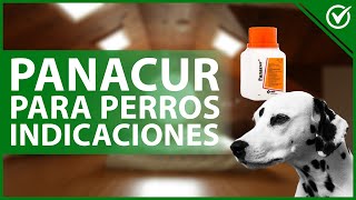 🐶 PANACUR para PERROS ¿Qué es para qué sirve y sus efectos secundarios 💉🐶 [upl. by Yahc]