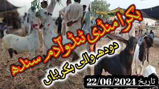 Tando adam bakra Mandi  Mix Goat Breeds  Gulabi kamori patri tapri all updates [upl. by Nehte]