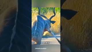 The kudu jumps 6 feet hight escape from the lion but… shortsvideo wildlife [upl. by Naimaj]