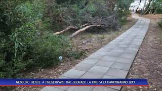 NESSUNO RIESCE A PRESERVARE DAL DEGRADO LA PINETA DI CAMPOMARINO LIDO [upl. by Medor507]