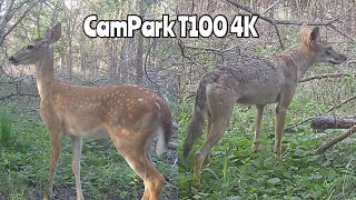 CamPark T100 4K Trail Camera Aug 222 2024 [upl. by Enisamoht922]