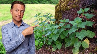 1 Best Backyard Weed for Arthritis RHEUMATOID OSTEO amp GOUT [upl. by Wavell]