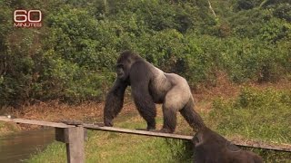 Releasing gorillas back into the wild [upl. by Eed590]