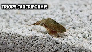 TRIOPS CANCRIFORMIS  CUIDADOS Y ALIMENTACION DEL TRIOPS  AcuaiosLP [upl. by Valente]