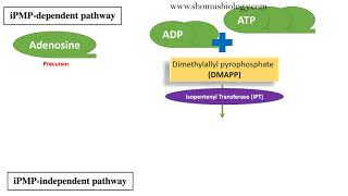 Cytokinin biosynthesis pathway [upl. by O'Reilly]