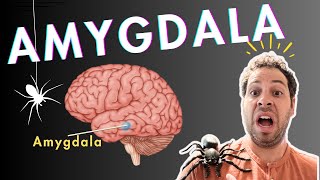 The Amygdala and Fear Conditioning [upl. by Eednim]