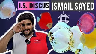 DISCUS FISH FOR SALE  DISCUS FISH BABIES  I S DISCUS [upl. by Lennej]