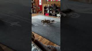 Maine Coone vs Savannah cat cat mainecoone savannahcat [upl. by Wilonah221]