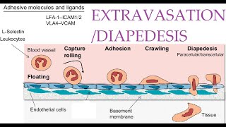 L36 Extravasation Diapedesis Understanding the Molecular Mechanisms Part 1 [upl. by Nylak]