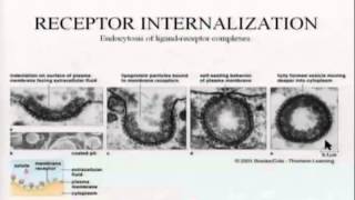 BIO5453Chapter10Receptorspeptidehormonesneuropeptidesneurotransmitters [upl. by Dora991]