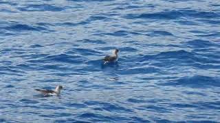 Corys Shearwater Calonectris borealis off La Gomera Canary Islands Spain 3 May 2016 14 [upl. by Marchall]