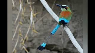 Turquoisebrowed Motmot pictures sound  call and voice🔊 volcanoofbeauty5481 [upl. by Lavery]