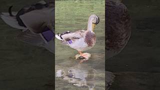 The Mallard  Cheonggyecheon in Seoul South Korea [upl. by Ellehciram]