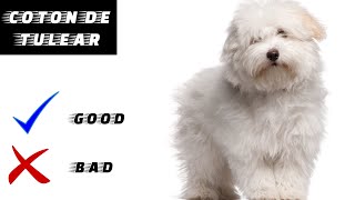 Coton de Tulear Pros And Cons  The Good And The Bad [upl. by Trescott393]