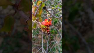 Abelha Apis mellifera abelha europeia  na flor de Jatropha mutabilis pinhão de seda [upl. by Obocaj]