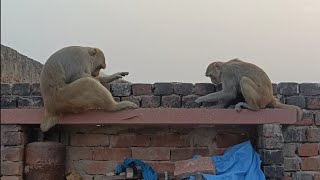 Langoor Bandar  Monkey Funny Comedy Short Video  Langur Monkey [upl. by Fayina]