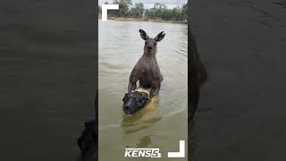 Australian man fights kangaroo drowning his dog [upl. by Assillim192]