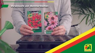 Tutorial Blumensamen richtig aussäen [upl. by Adelaida887]