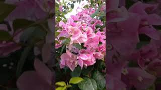 Beautiful Ice Cream 🍦 Bougainvillea Garden  Flowers Bloom  Collection  Tips  grafted  grow [upl. by Silverstein]