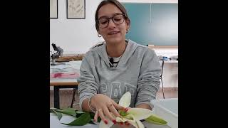 angiospermas  Disección de una flor  ciclodevida de las plantas  bachillerato educación [upl. by Flynn]