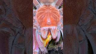 YOU WONT BELIEVE WHAT THIS TARANTULA ATE 😱 [upl. by Melvyn101]