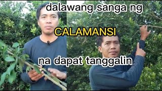 Ano ang mga SANGA na dapat mo alisin sa CALAMANSI [upl. by Minetta488]