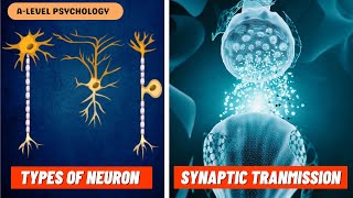 Neurons amp Synaptic Transmission  Excitation amp Inhibition  Biopsychology [upl. by Genna]