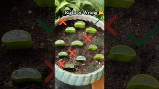 How to grow Aloevera from cutting  Right or Wrong [upl. by Bathilda]