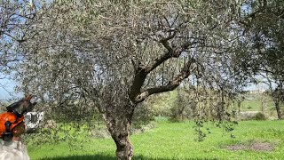 Potatura Olivo 9 Rinnovo di un albero vecchio che ha ricevuto cure minime negli ultimi anni [upl. by Horgan]