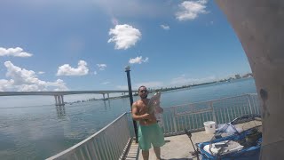 GROUPER SEASON FAT GROUPERS at Coachman Park Clearwater FL [upl. by Cence]