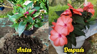 ¡Los 2 Mejores ABONOS para Alegrías del Hogar 🌸 Flores RESISTENTES Todo el Año [upl. by Sutit]