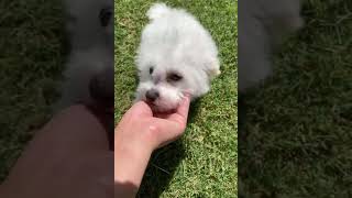 Cuteness overload headtilt bichonfrise puppy [upl. by Adiaj]