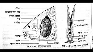 HSC Biology 2nd paper practical 2024  এইচএসসি জীববিজ্ঞান দ্বিতীয় পত্র ব্যবহারিক খাতা। [upl. by Luzader246]