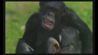 iklan XL quotThe Chimpsquot [upl. by Kara]