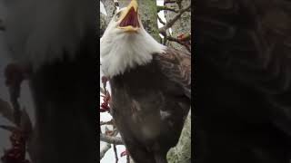 Red tailed hawks call VS bald eagle cry 🦅 sound call shortsvideo baldeagle redtailedhawk [upl. by Grantham]