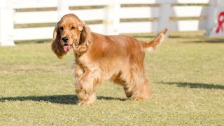 How to Stop Your Cocker Spaniel from Barking at Other Dogs on Walks [upl. by Maynord970]