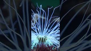 Facts About Sea Anemones Stinging Cells Symbiotic Relationships and Regeneration [upl. by Fording]