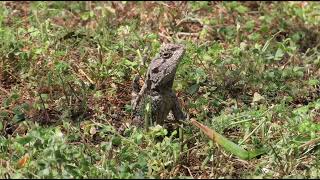 Tree Agama  searching for food [upl. by Arlina]