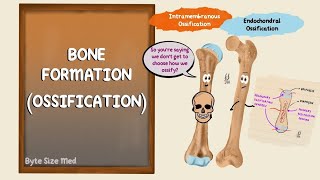 STEPS OF OSSIFICATION  TYPES OF OSSIFICATION CELLS  Part 1 [upl. by Airamahs]