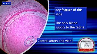 Optic nerve Histology [upl. by Eada]