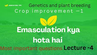 What is emasculation and its importance नपुंसीकरण क्या है  crop improvement 1  bsc agriculture [upl. by Rednijar]