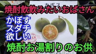 155🤩やがて焼酎のお湯割りの季節。柑橘ほしいな。カボスかスダチなんかいいね。【まんぐりチャンネル】2024年 [upl. by Esiuqram371]