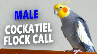 Male Cockatiel Flock Call  Flock Calling to Find Your Cockatiel [upl. by Norraf]