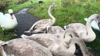 Feeding Time for Swans amp Cygnets on 28924 [upl. by Argent864]