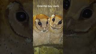 Endangered Indian owls  Oriental bay owls  birds in tree hole  birdsdocumentary birdwatching [upl. by Nashoma545]