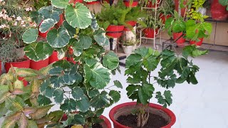 How to Grow and Care Aralia Plant in Summer  Fun Gardening [upl. by Armand913]